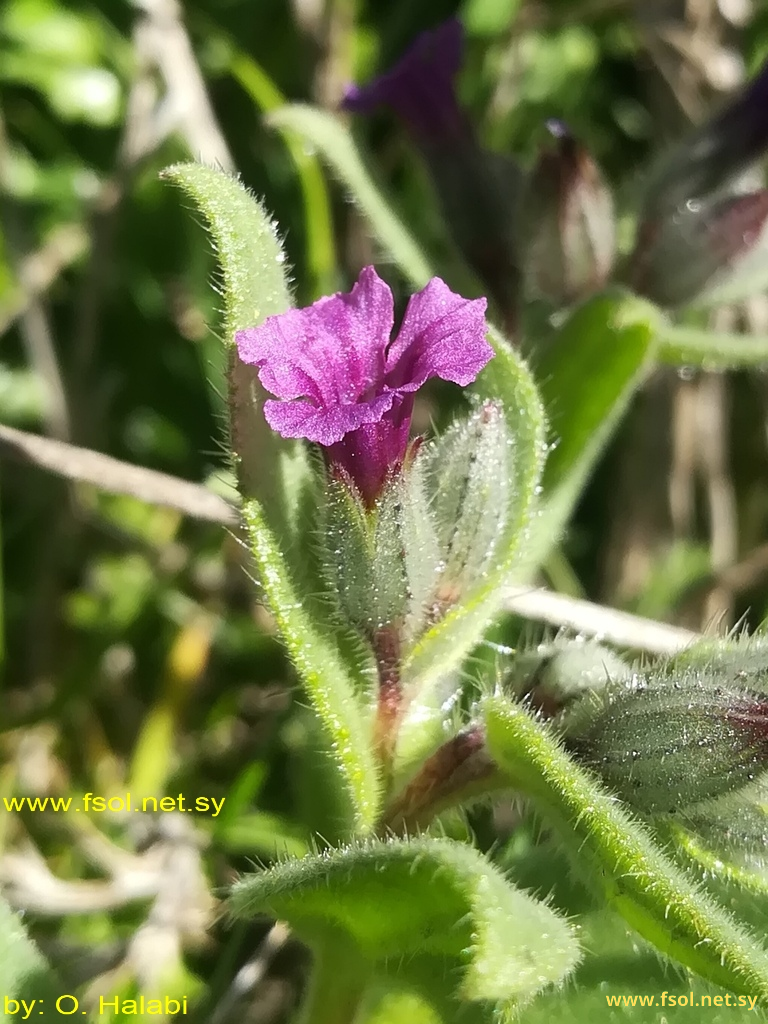 Nonea melanocarpa Boiss.